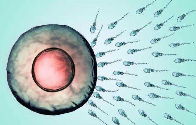 借卵包成功，玉林做试管婴儿需多少钱？